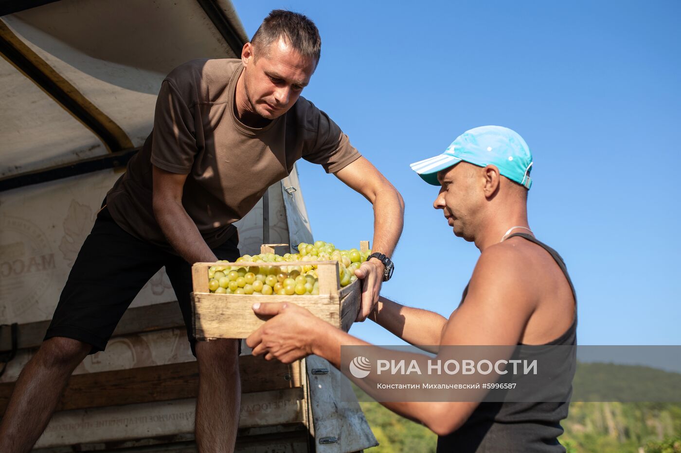 Сбор винограда в Крыму