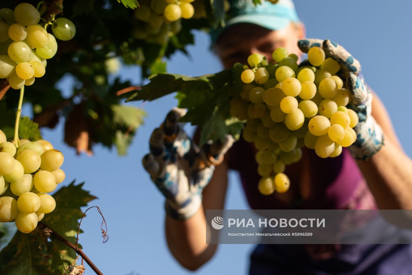 Сбор винограда в Крыму