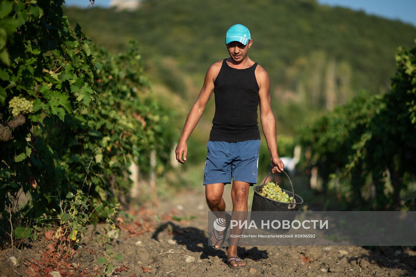 Сбор винограда в Крыму