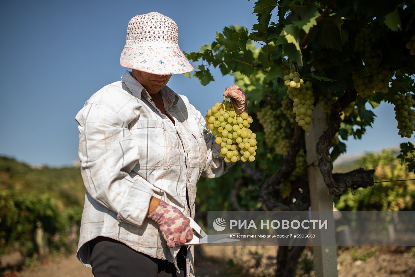 Сбор винограда в Крыму