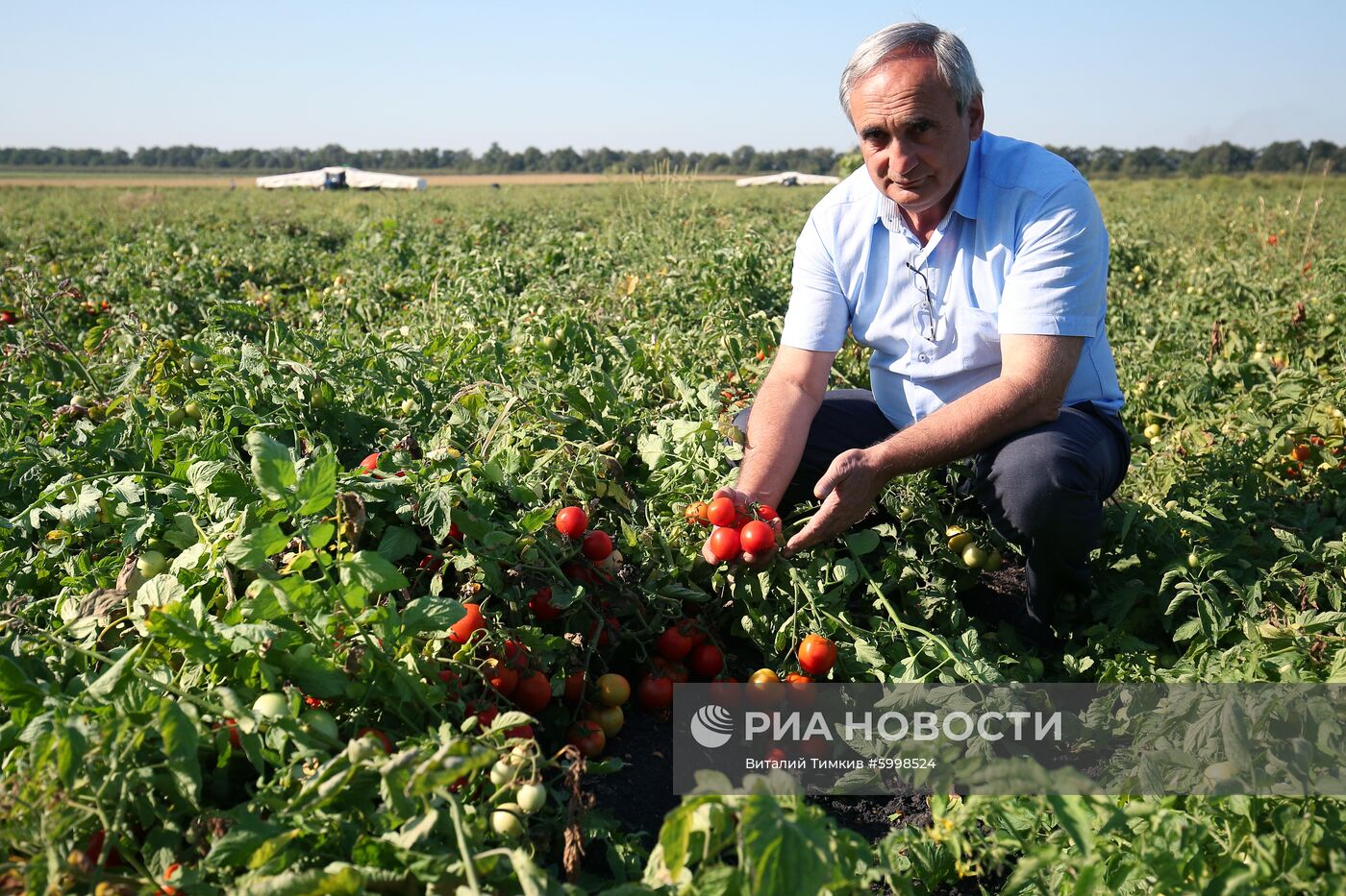 Сбор и переработка урожая помидоров в Краснодарском крае