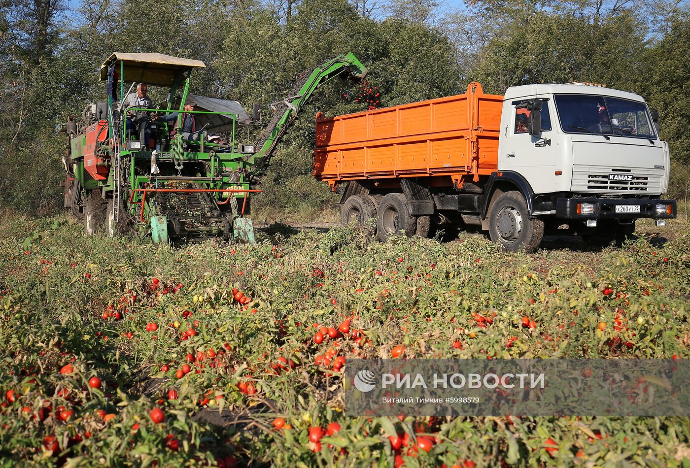 Сбор и переработка урожая овощей в Краснодарском крае