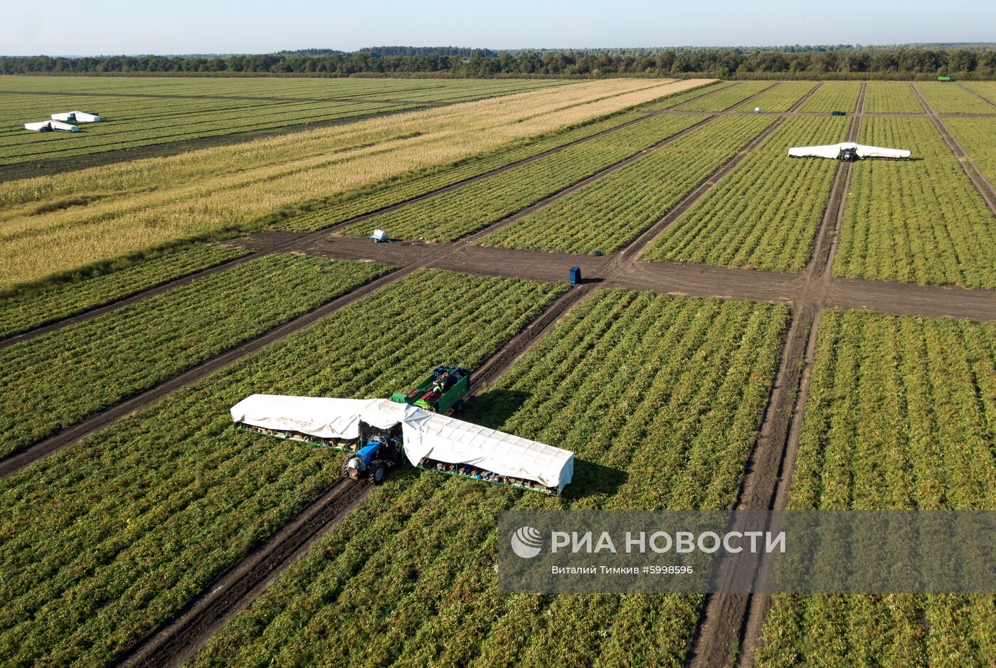 Сбор и переработка урожая овощей в Краснодарском крае