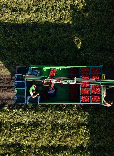 Сбор и переработка урожая овощей в Краснодарском крае