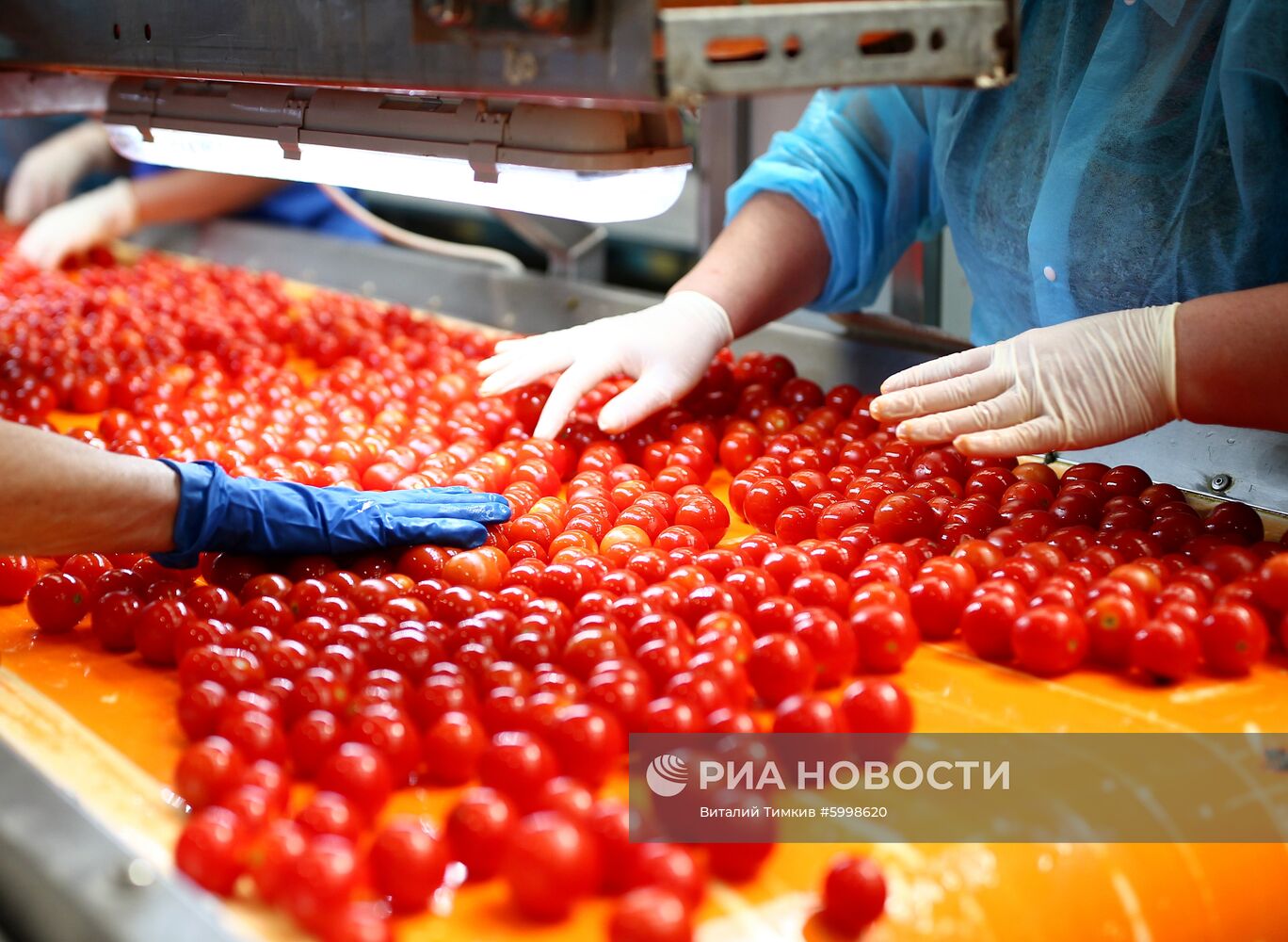 Сбор и переработка урожая помидоров в Краснодарском крае