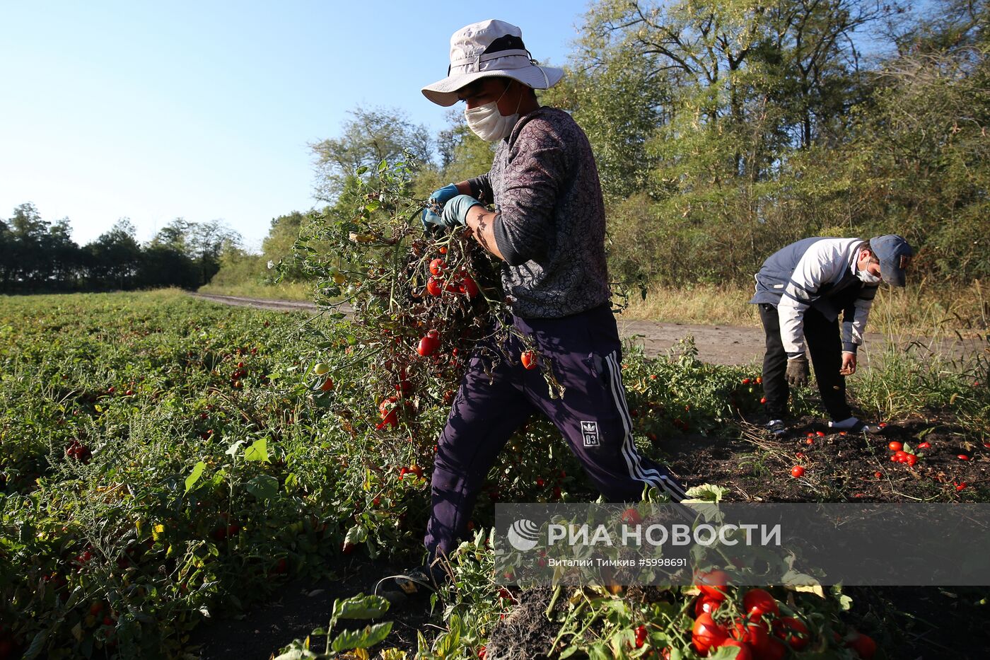 Сбор и переработка урожая помидоров в Краснодарском крае