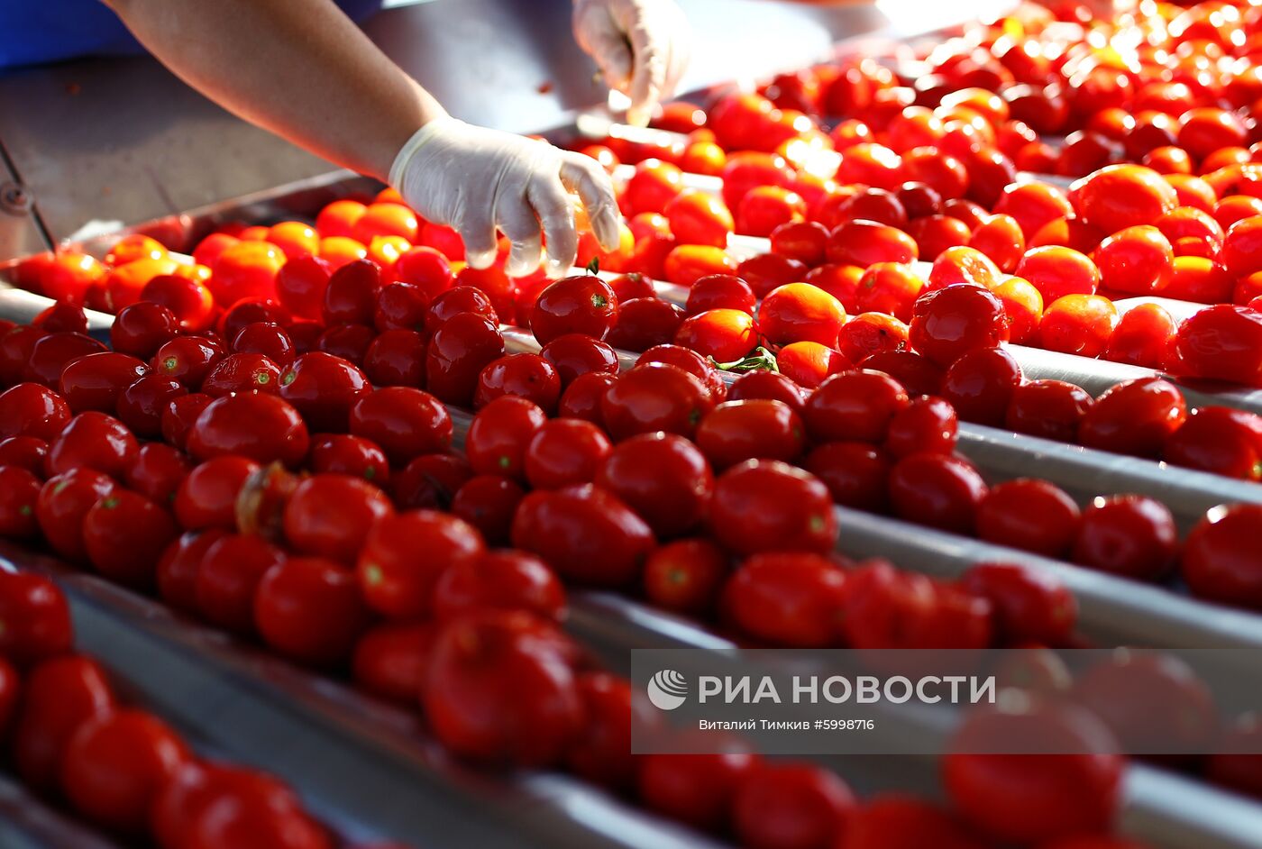 Сбор и переработка урожая помидоров в Краснодарском крае