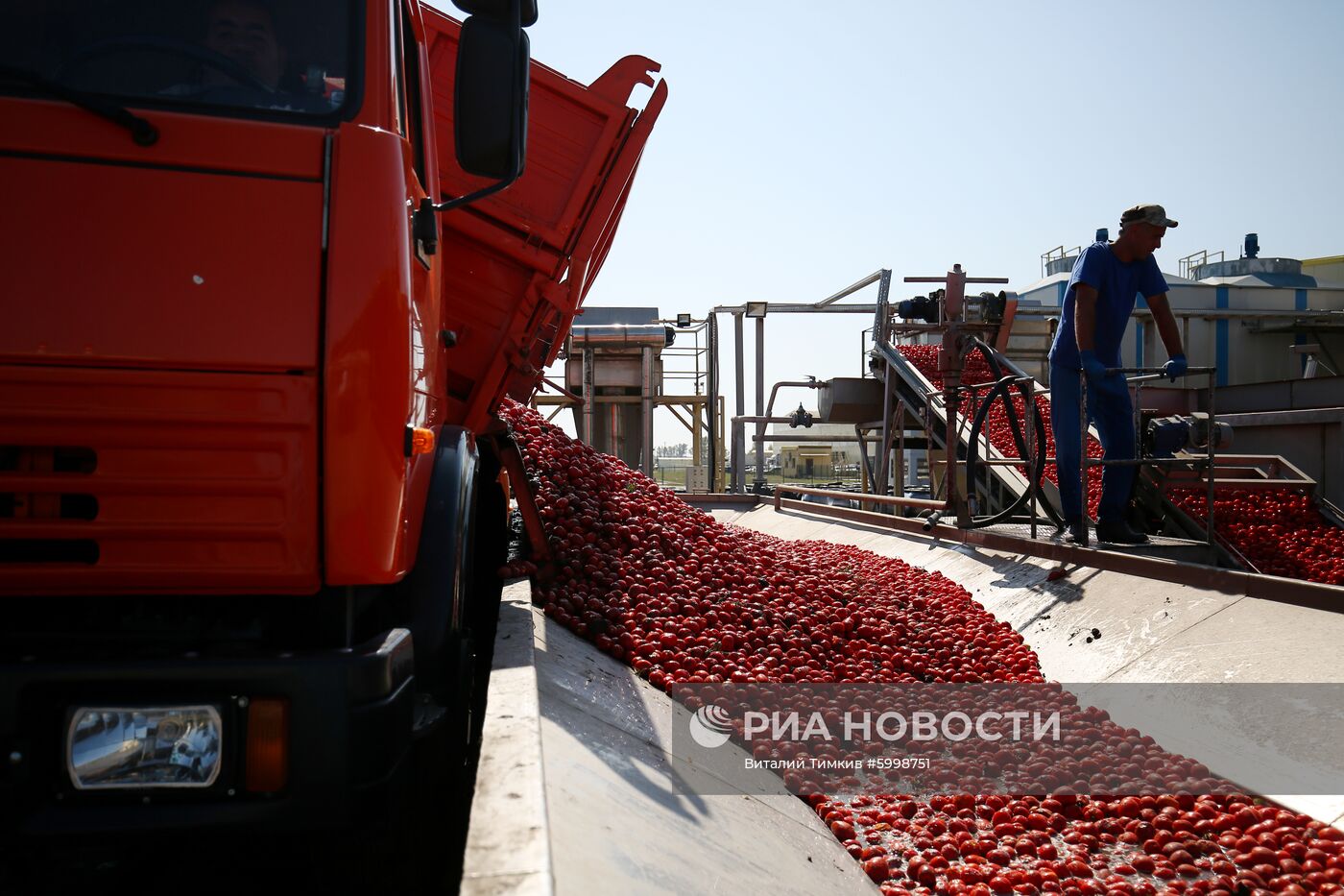 Сбор и переработка урожая помидоров в Краснодарском крае