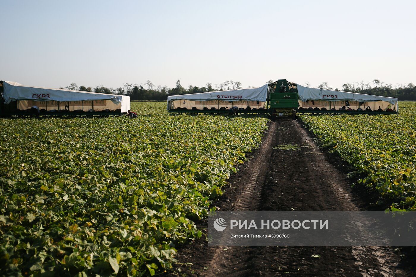 Сбор и переработка урожая помидоров в Краснодарском крае