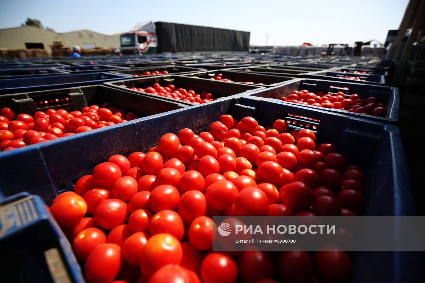 Сбор и переработка урожая помидоров в Краснодарском крае