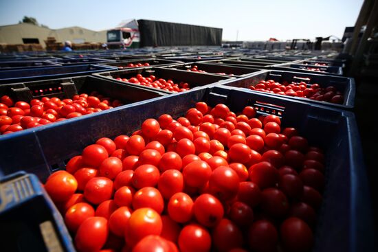 Сбор и переработка урожая помидоров в Краснодарском крае