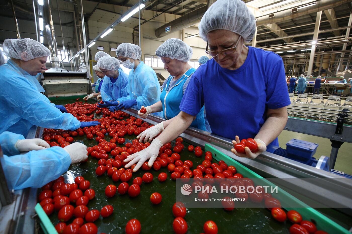 Сбор и переработка урожая помидоров в Краснодарском крае