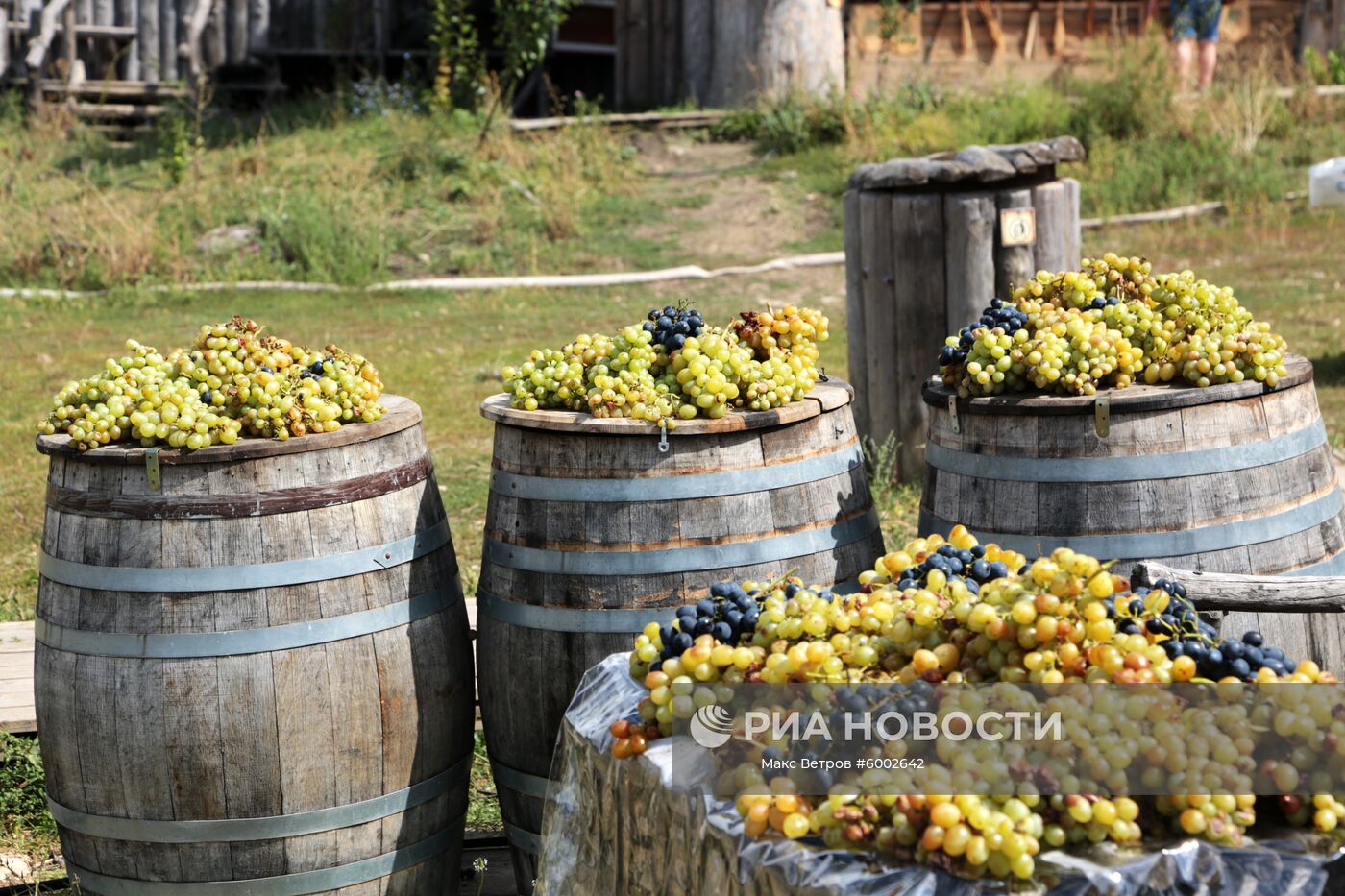 Праздник винограда в Крыму