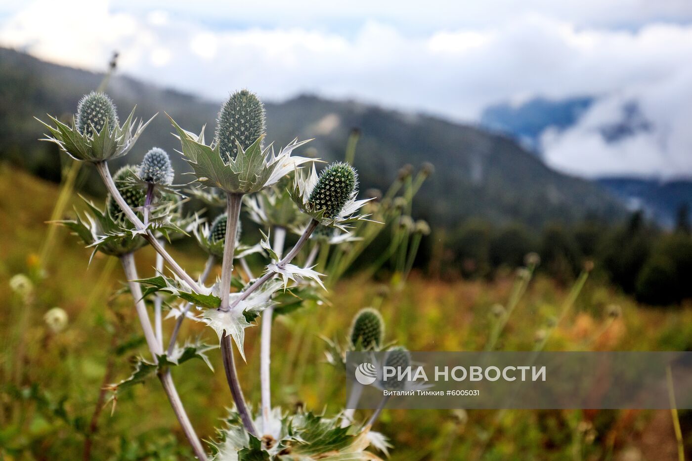 Кавказский государственный природный биосферный заповедник