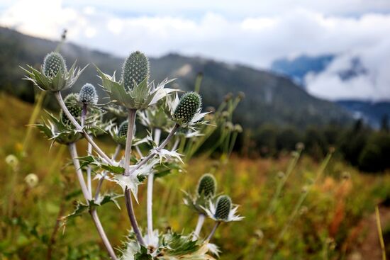 Кавказский государственный природный биосферный заповедник