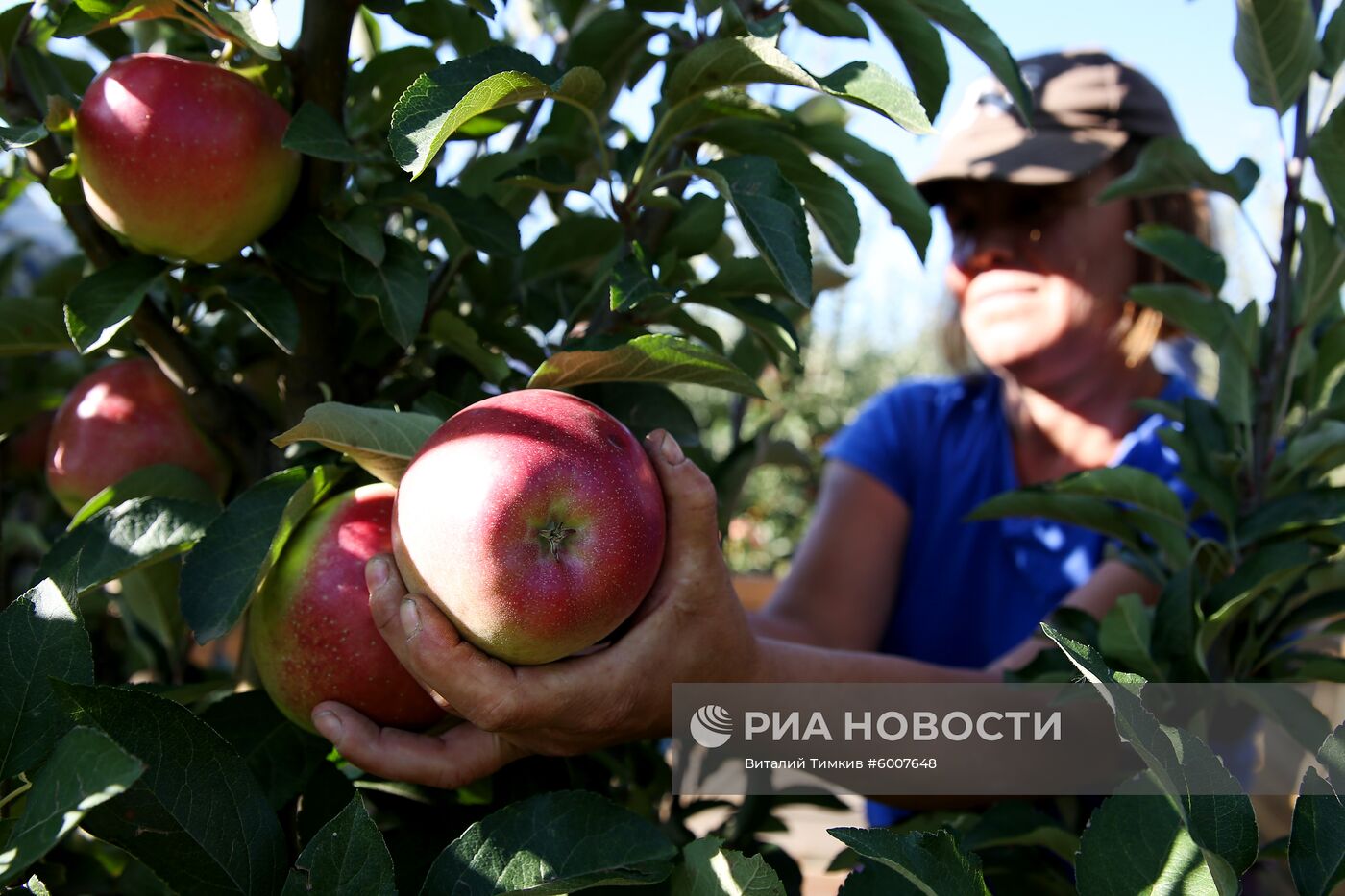 Сбор яблок в Краснодарском крае