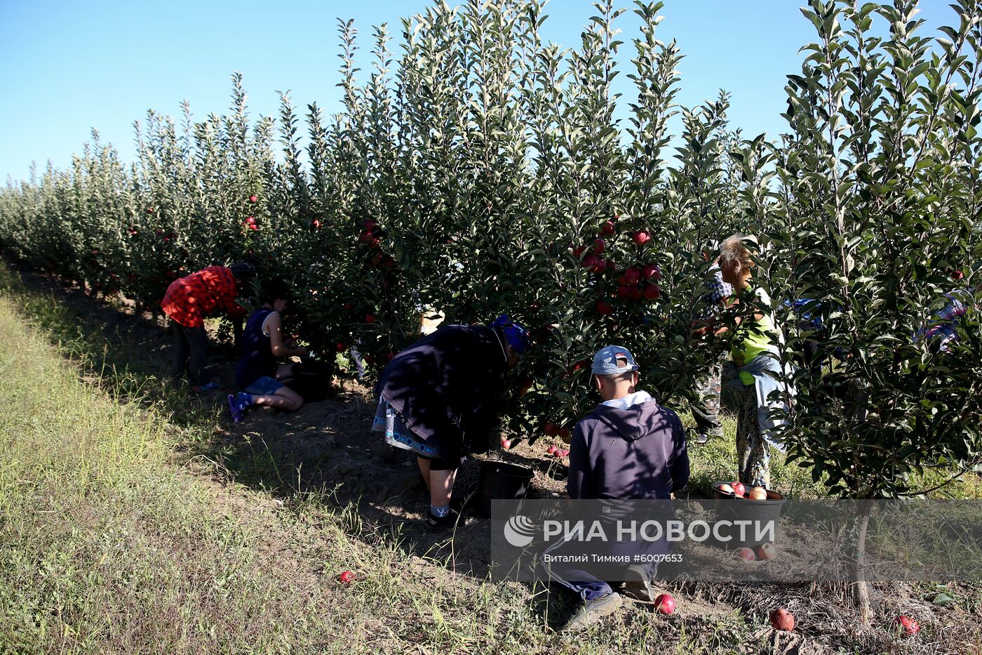 Сбор яблок в Краснодарском крае