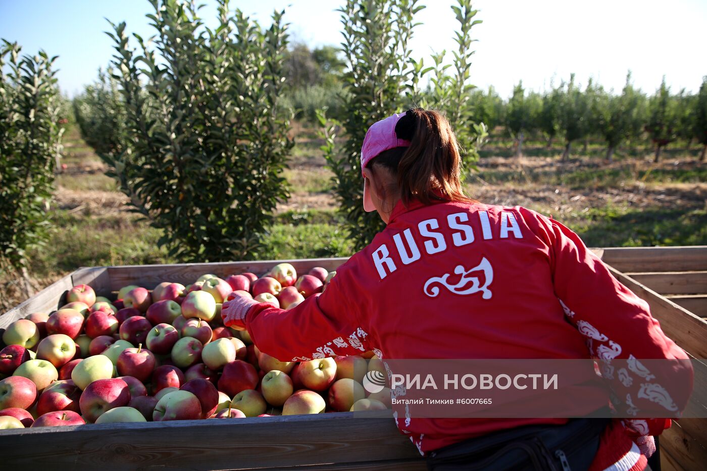 Сбор яблок в Краснодарском крае