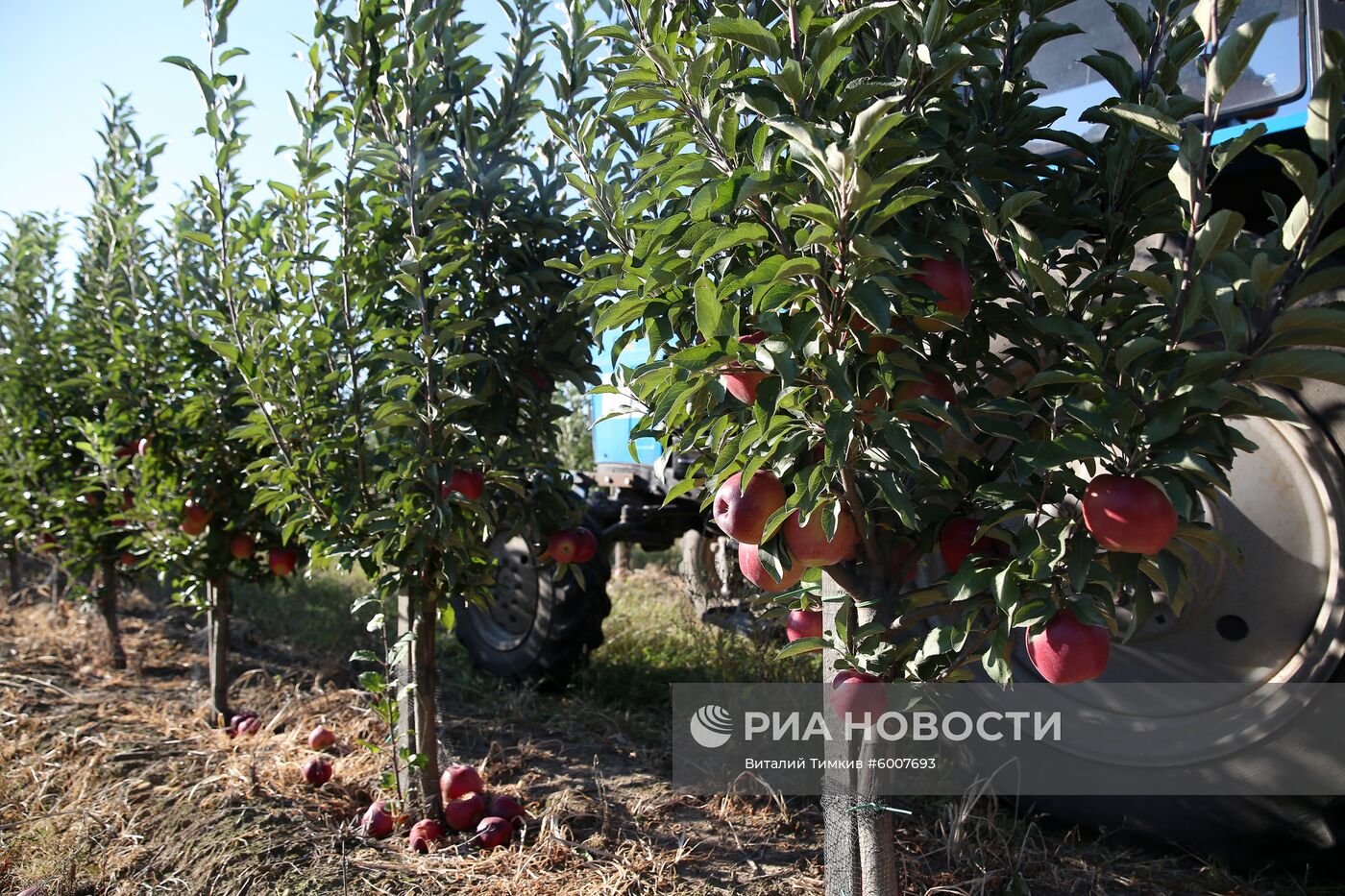 Сбор яблок в Краснодарском крае