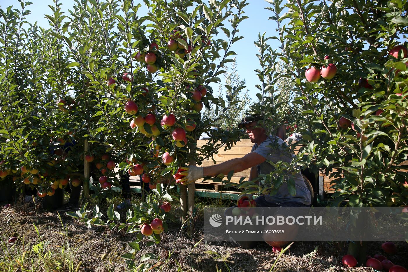 Сбор яблок в Краснодарском крае