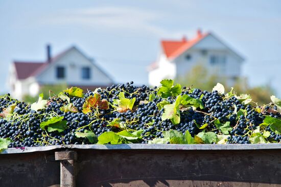 Сбор винограда в Крыму