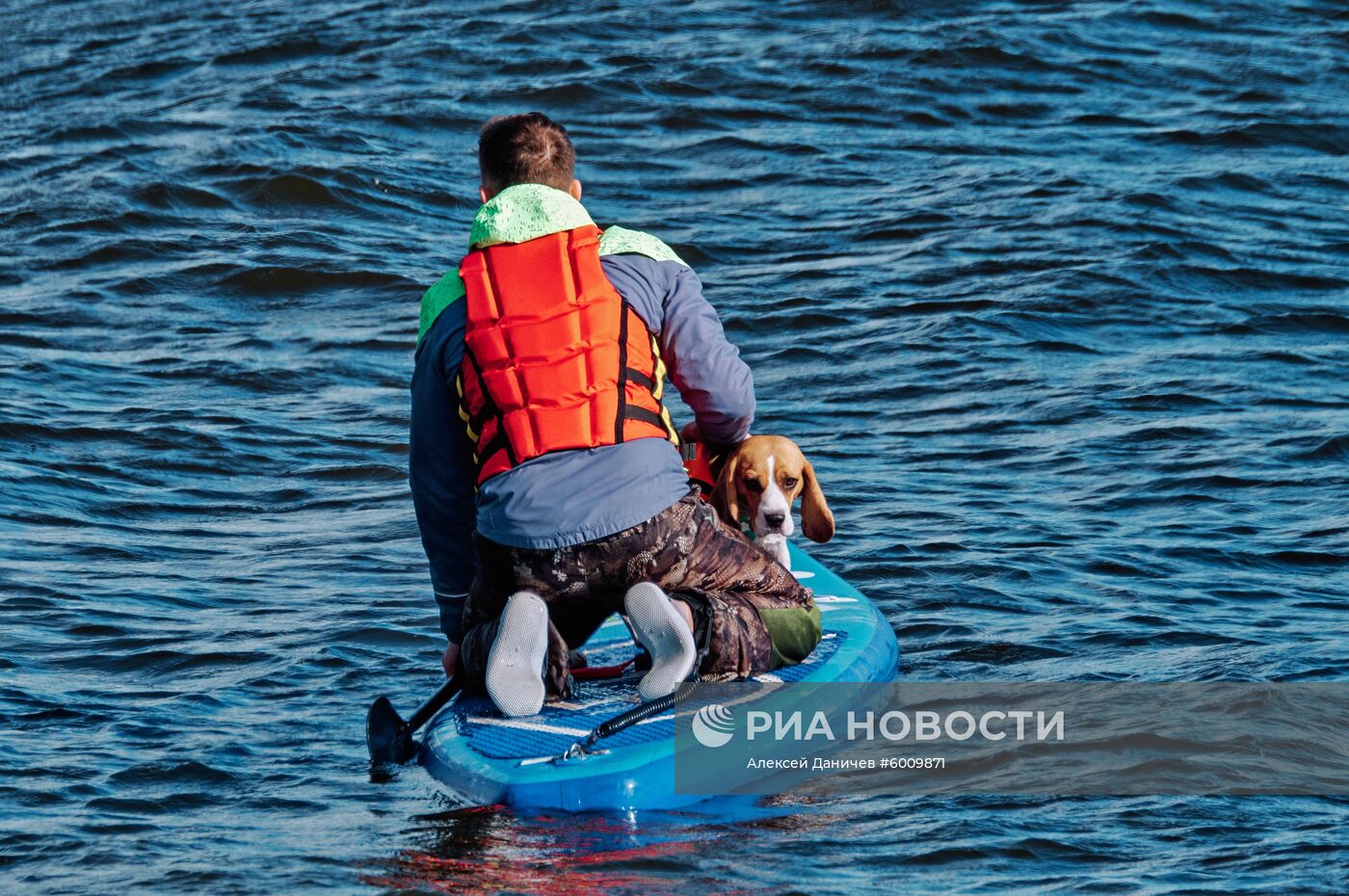 Заплыв на сапсерфах с домашними животными в Санкт-Петербурге