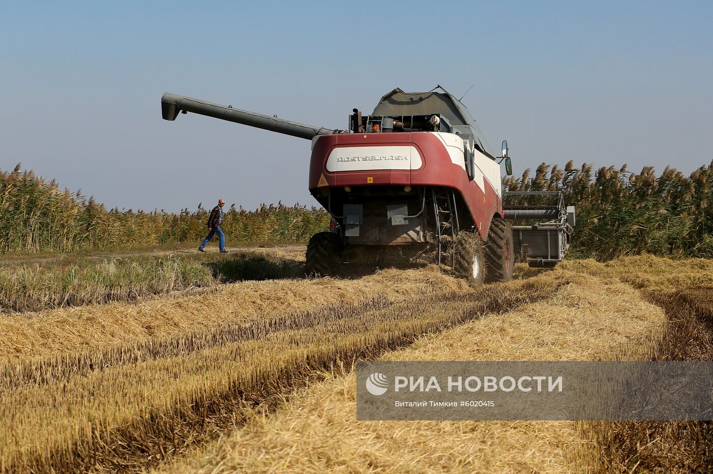 Уборка и переработка риса в Краснодарском крае