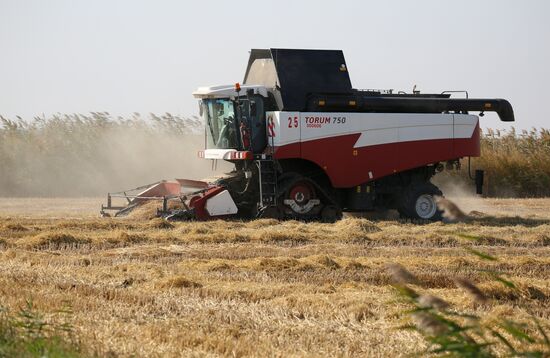 Уборка и переработка риса в Краснодарском крае