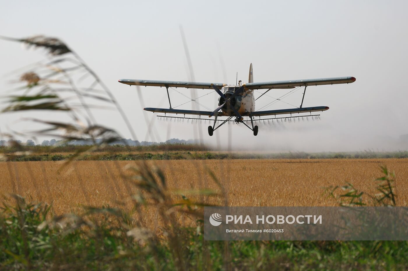 Уборка и переработка риса в Краснодарском крае