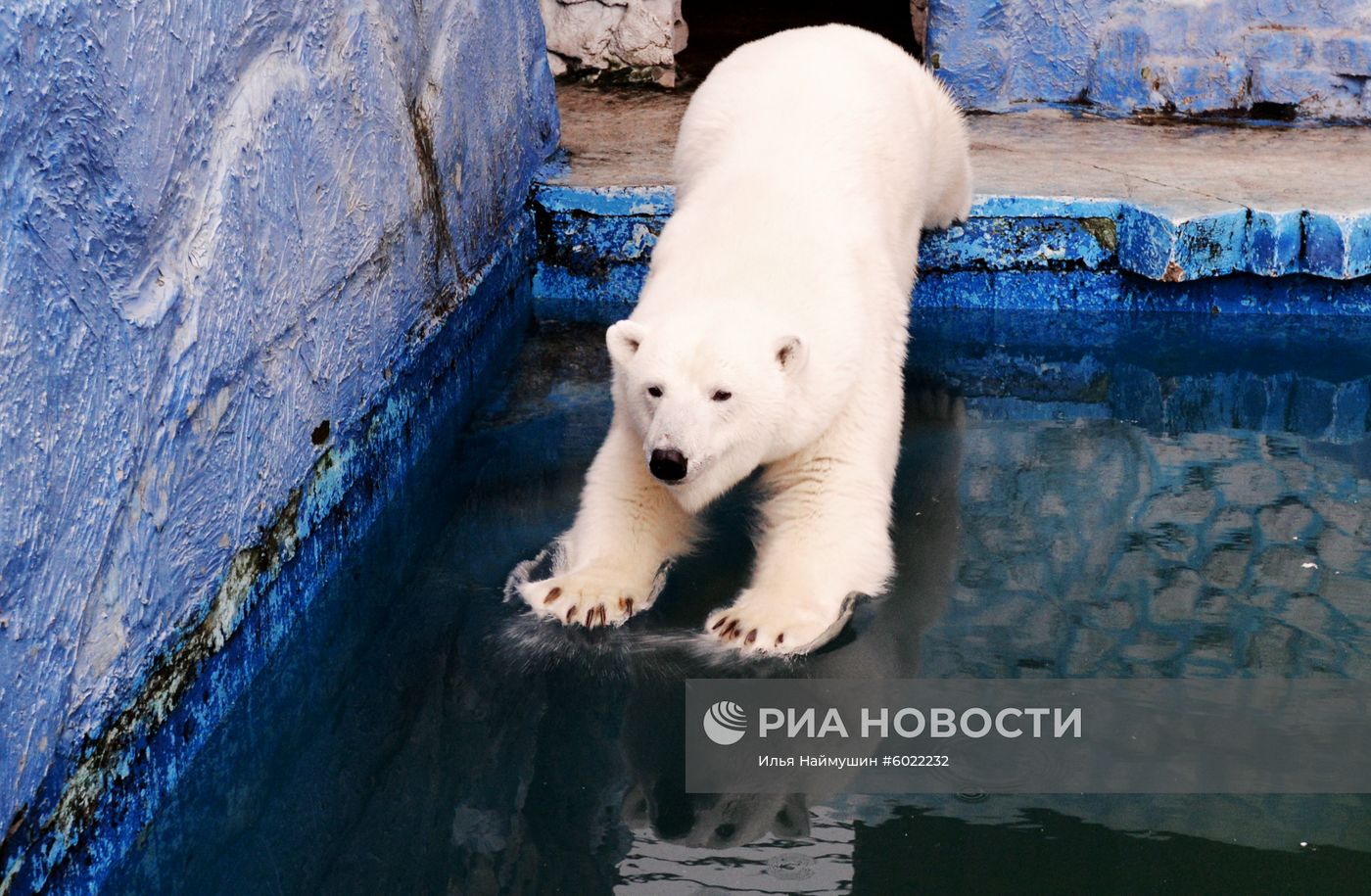Белые медведицы в красноярском зоопарке "Роев ручей"