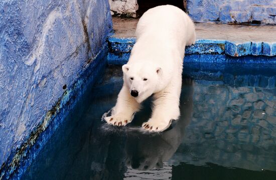 Белые медведицы в красноярском зоопарке "Роев ручей"