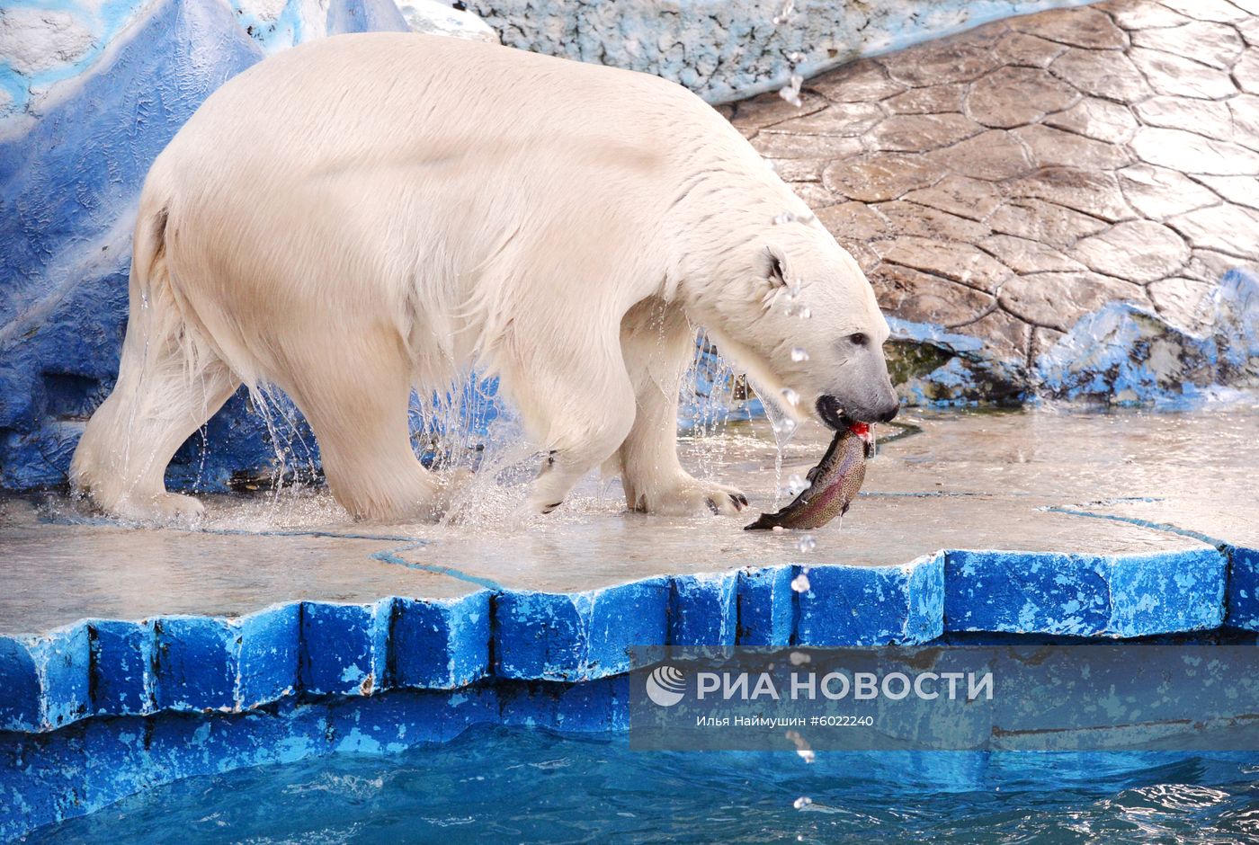 Белые медведицы в красноярском зоопарке "Роев ручей"