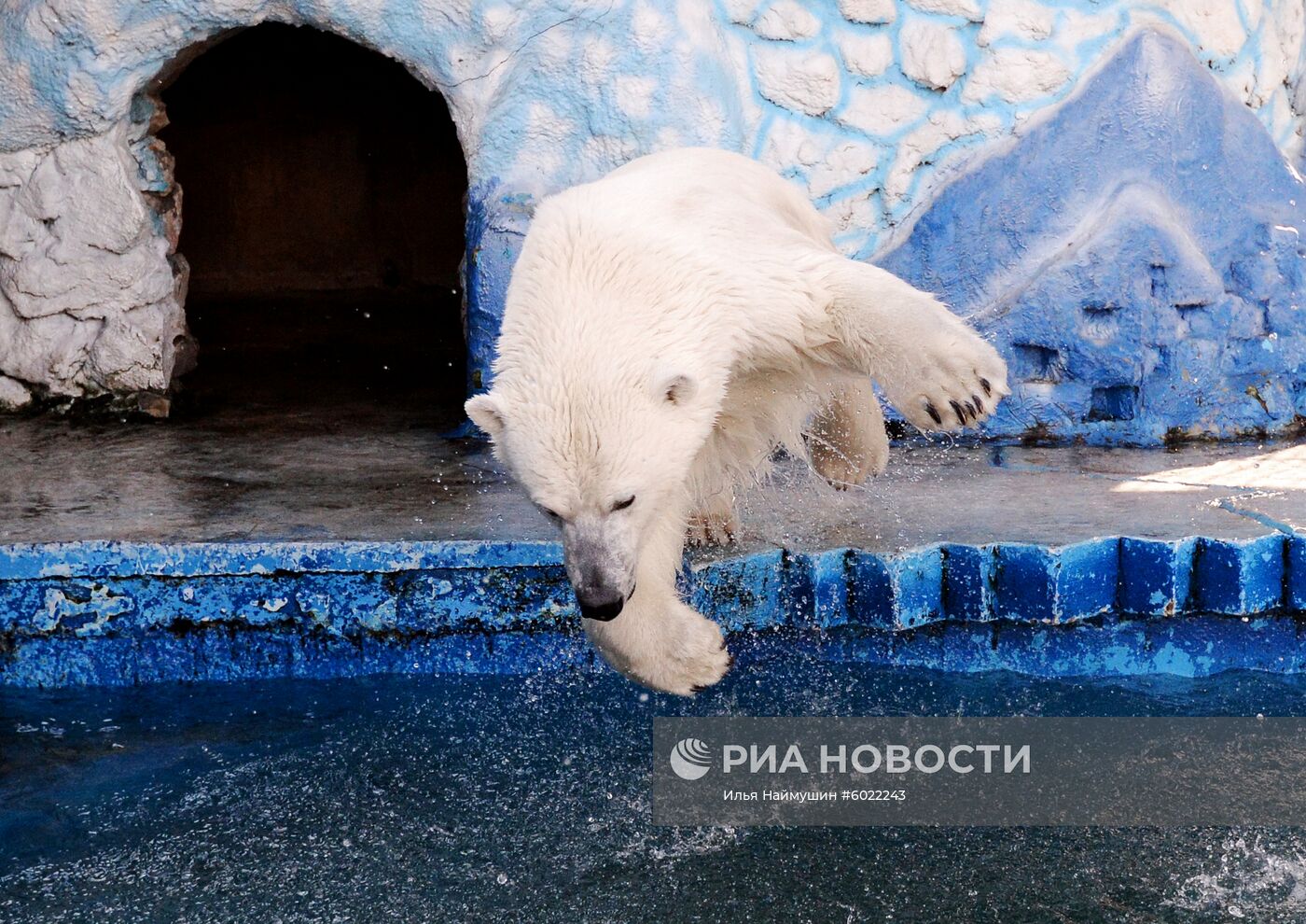 Белые медведицы в красноярском зоопарке "Роев ручей"
