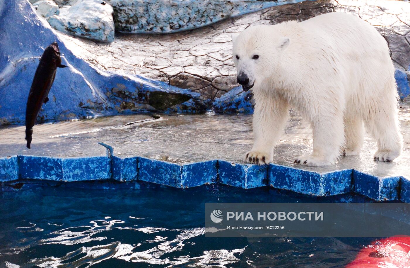 Белые медведицы в красноярском зоопарке "Роев ручей"