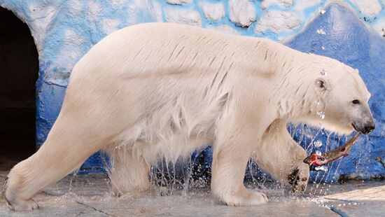 Белые медведицы в красноярском зоопарке "Роев ручей"