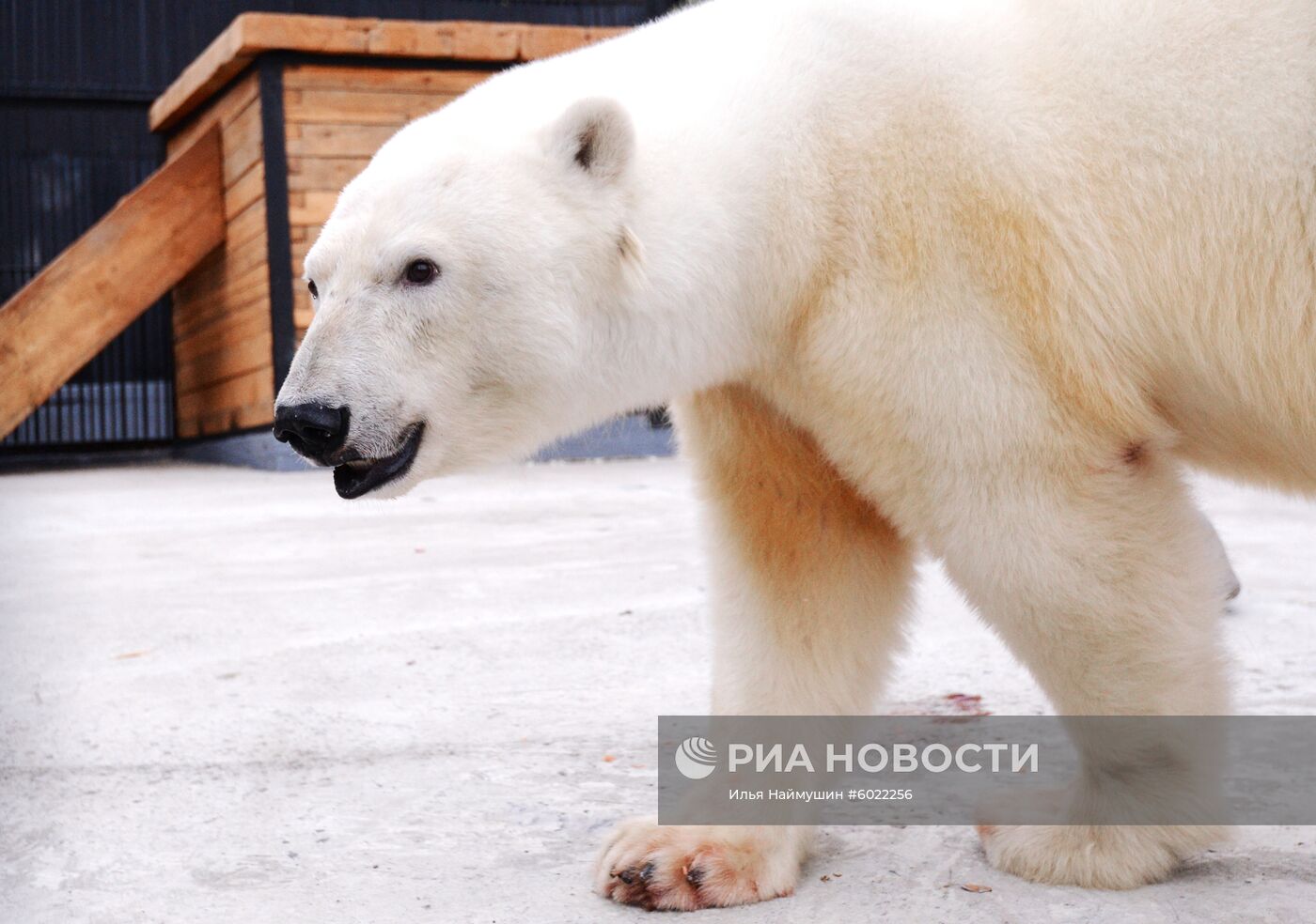 Белые медведицы в красноярском зоопарке "Роев ручей"