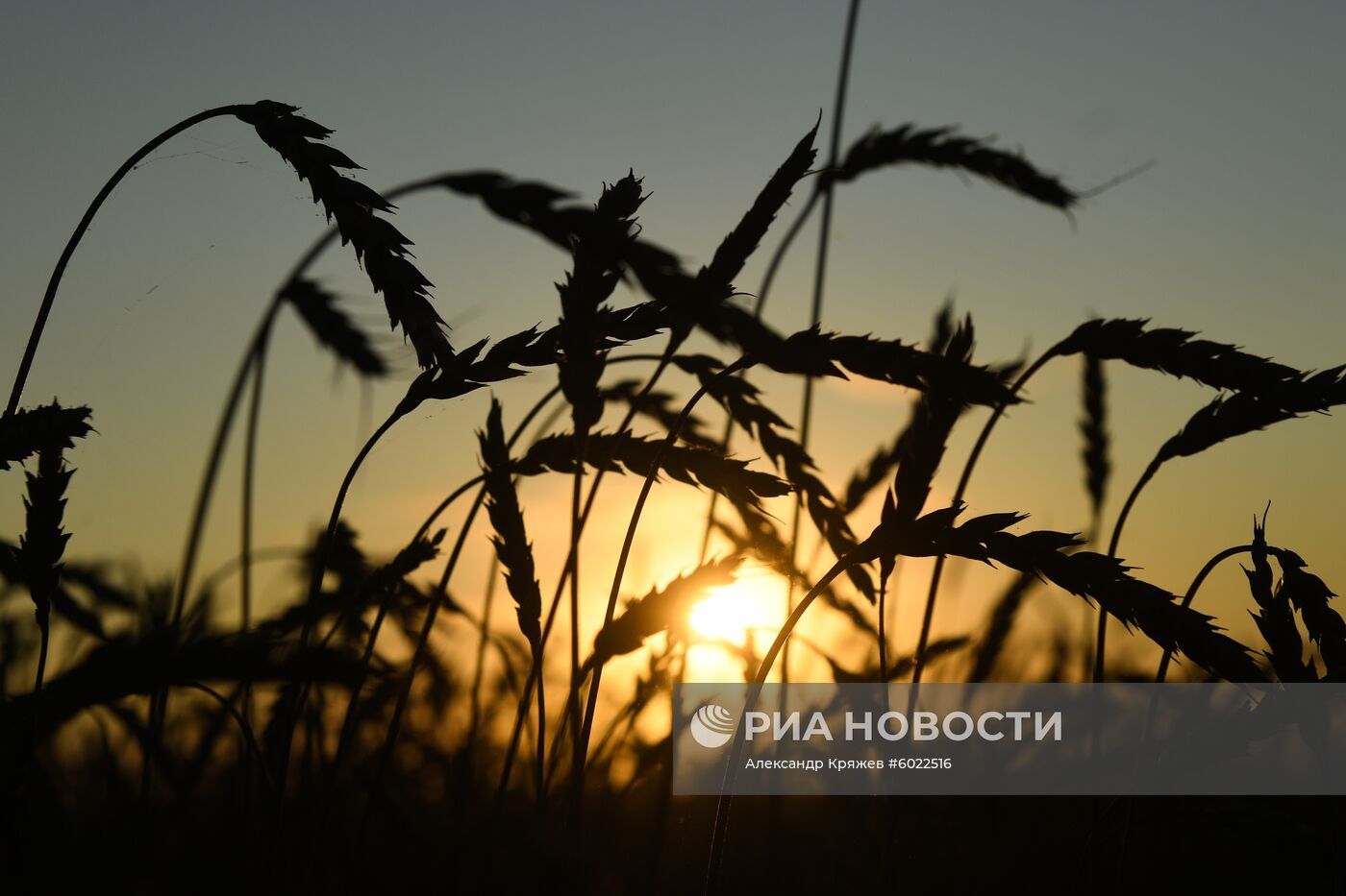 Уборка урожая зерновых в Новосибирской области