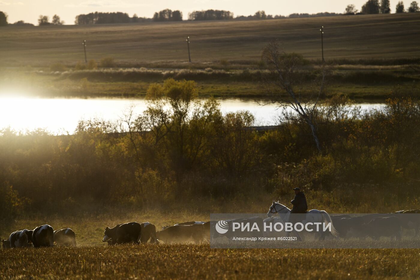 Уборка урожая зерновых в Новосибирской области