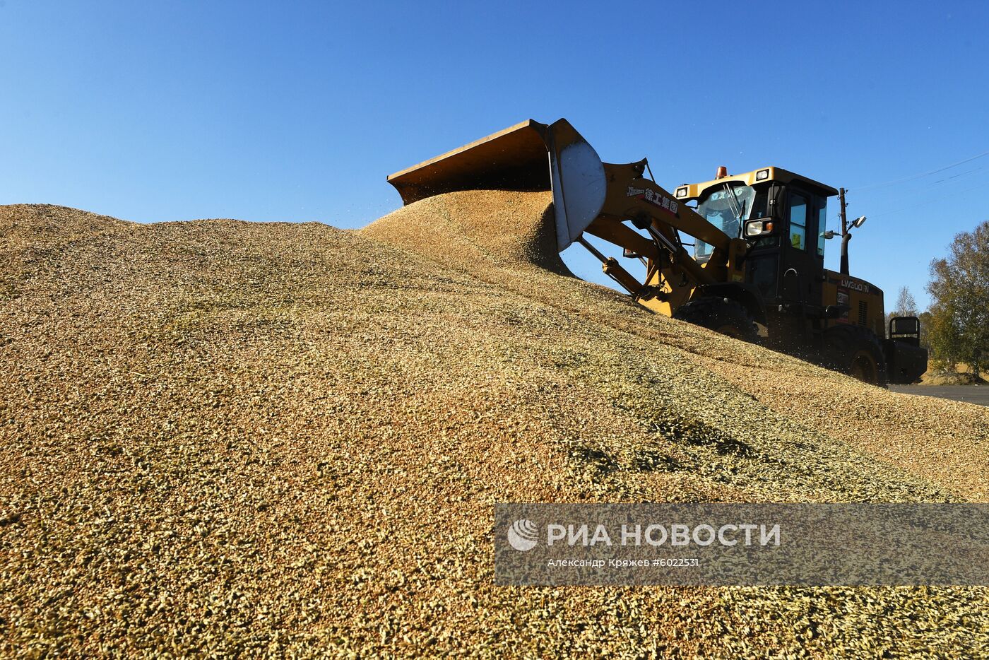 Уборка урожая зерновых в Новосибирской области