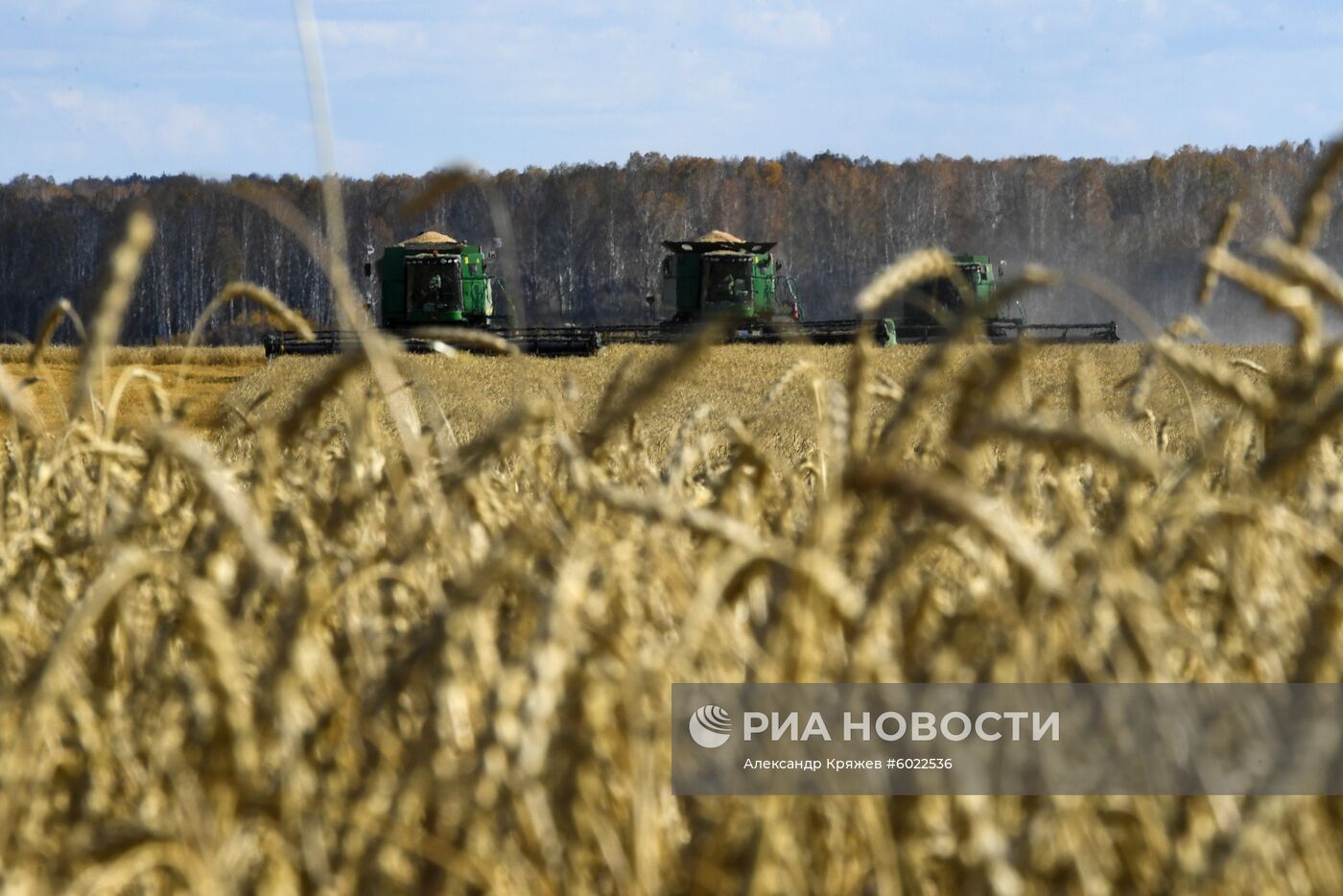 Уборка урожая зерновых в Новосибирской области