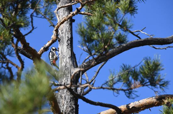 Осень в Забайкалье