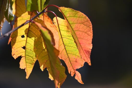 Осень в Забайкалье