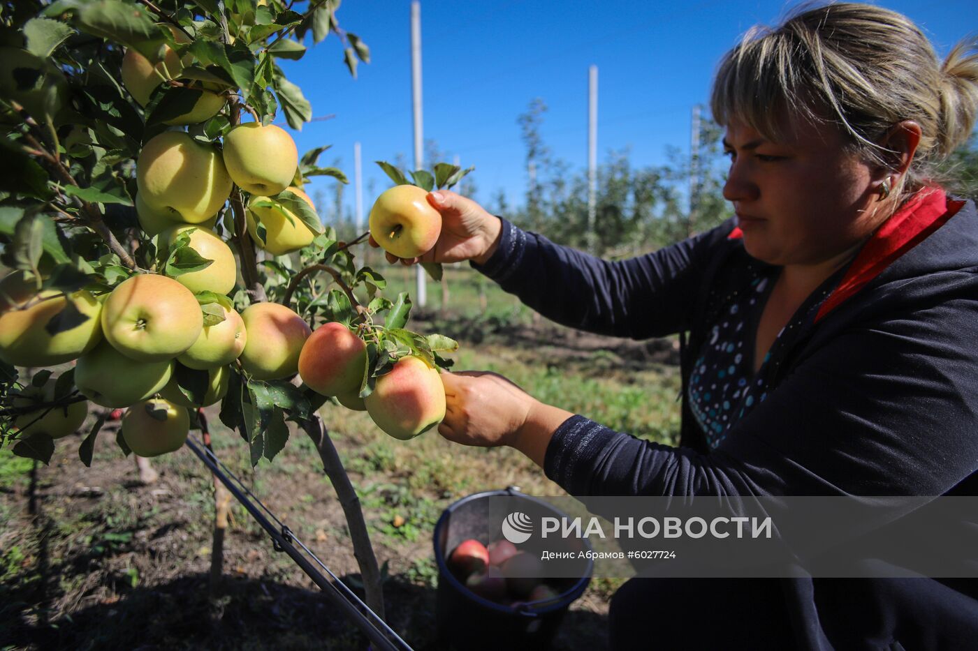 Плодообъединение "Сады Ставрополья"