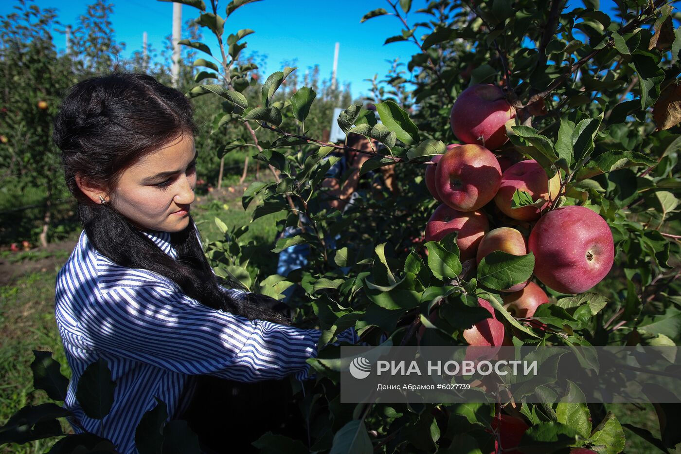 Плодообъединение "Сады Ставрополья"