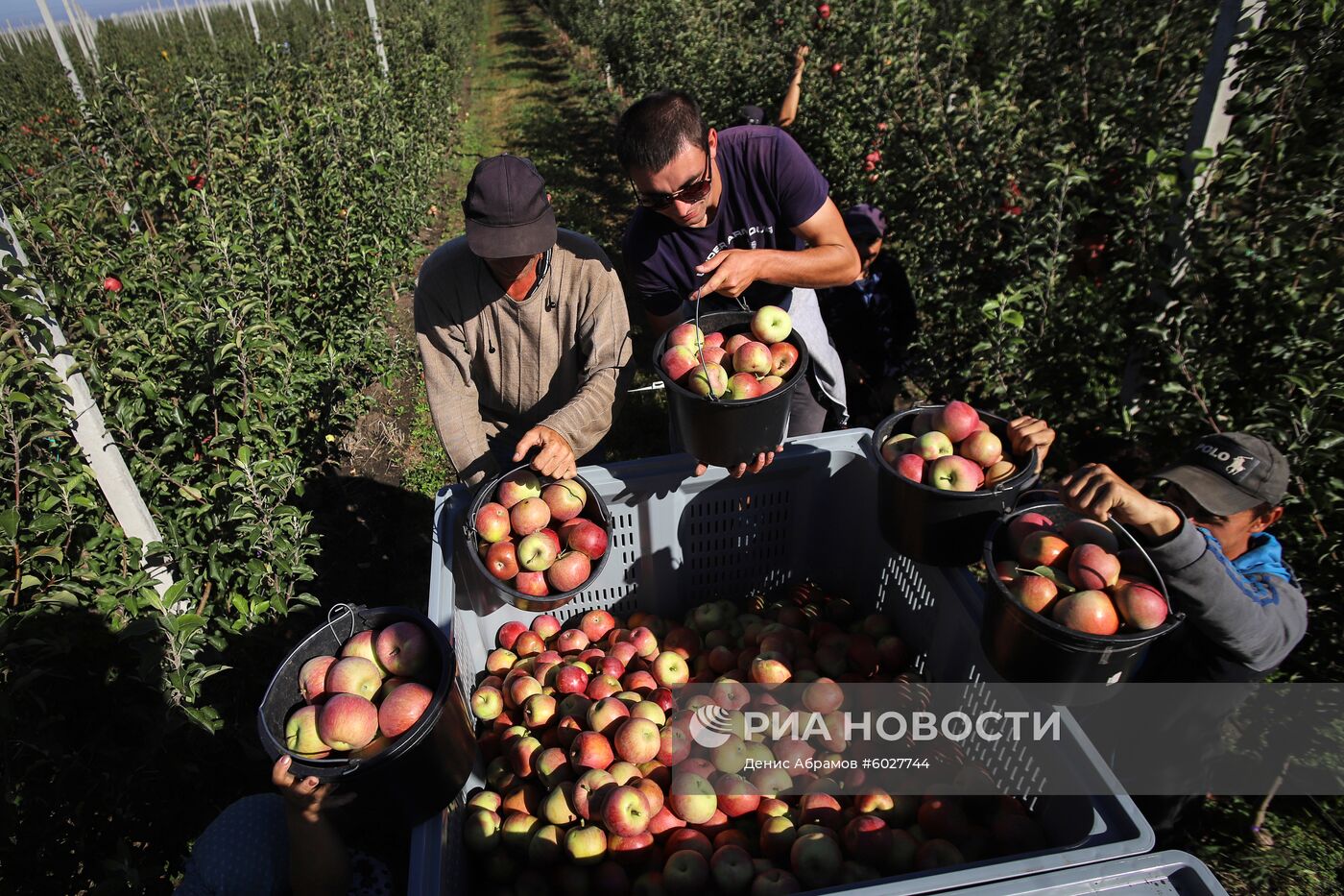 Плодообъединение "Сады Ставрополья"