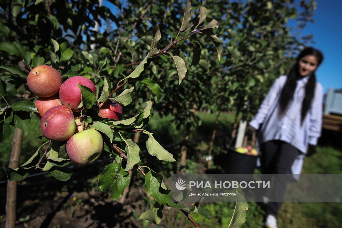 Плодообъединение "Сады Ставрополья"