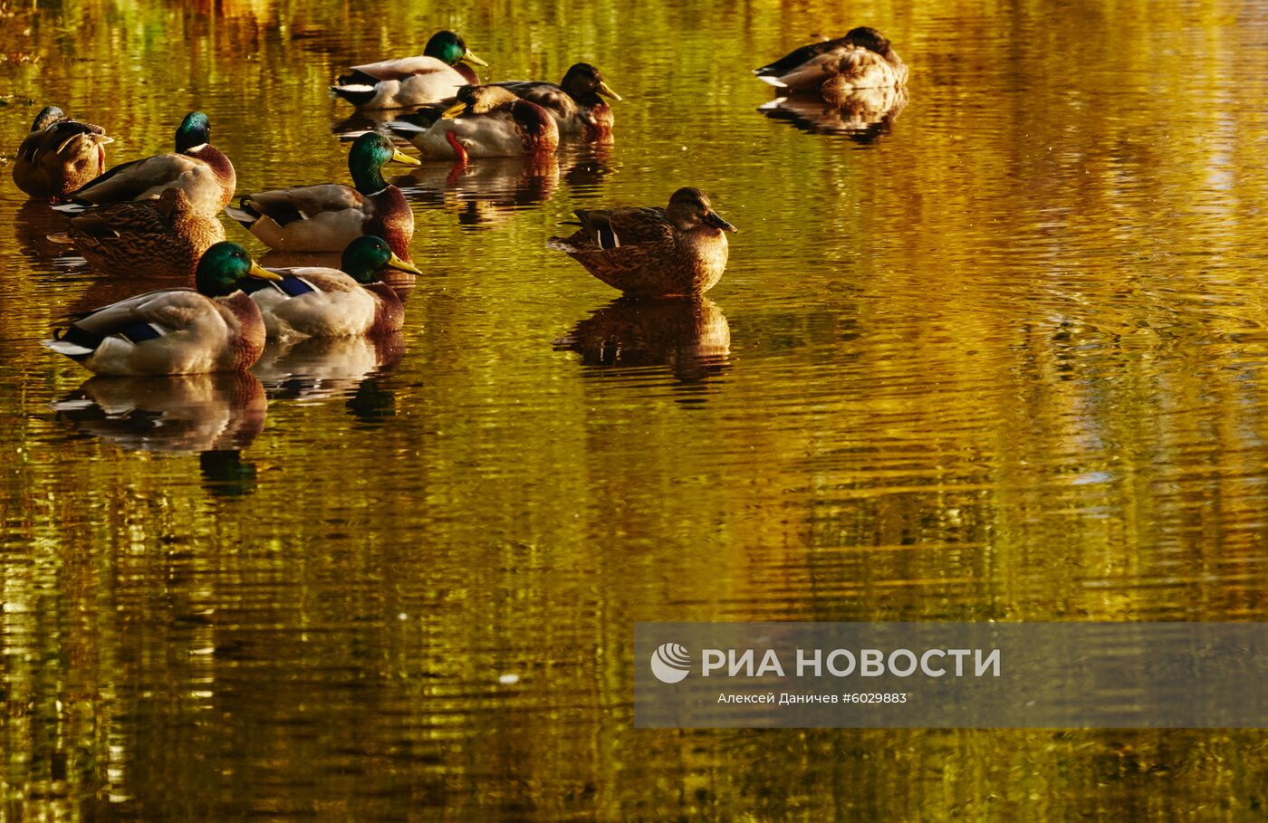 Утки на Суздальском озере в Санкт-Петербурге. Место: Россия, Санкт-Петербург. Автор: Алексей Даничев/РИА Новости. Осень в Санкт-Петербурге