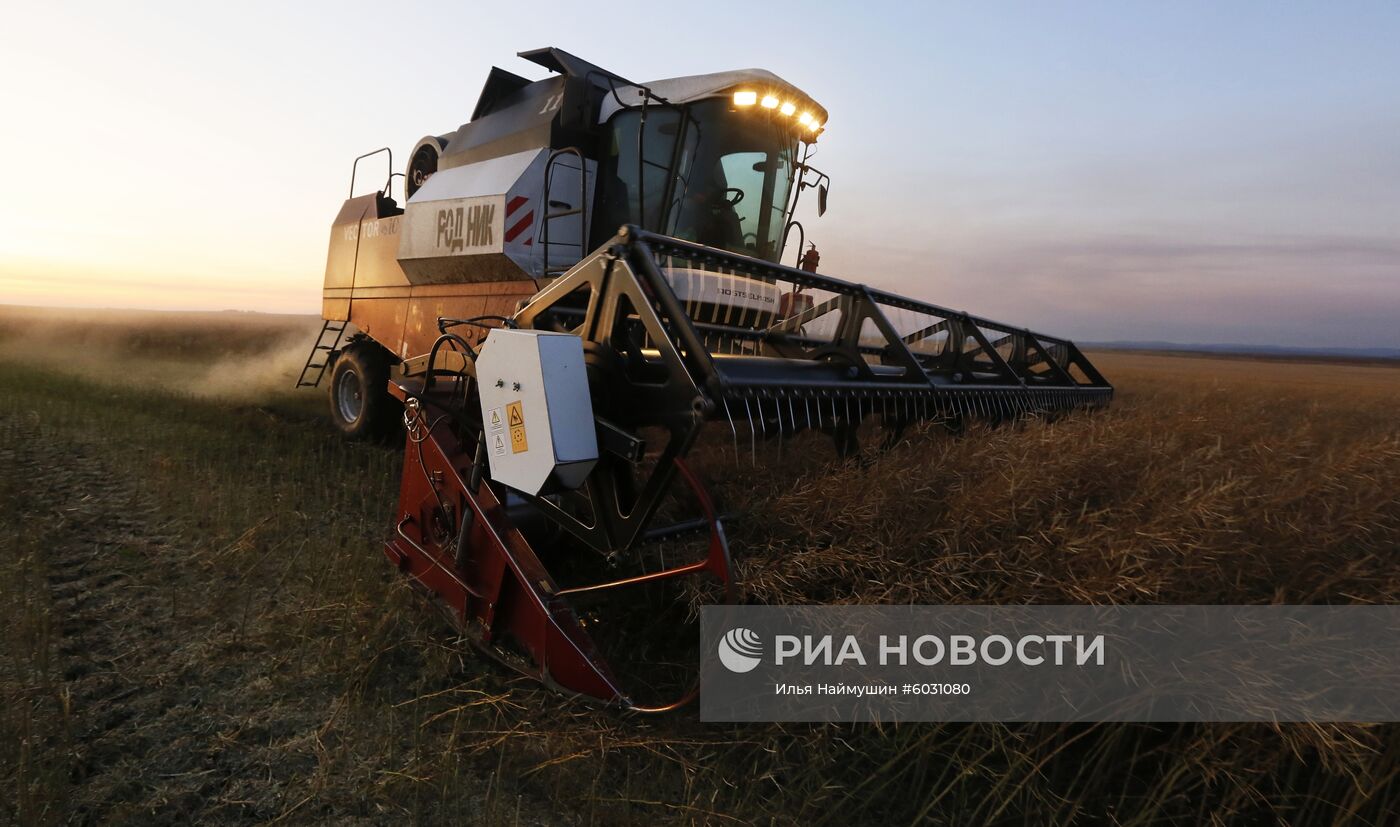 Уборка урожая рапса в Красноярском крае