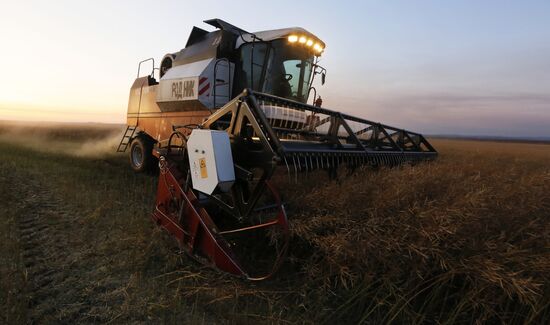 Уборка урожая рапса в Красноярском крае