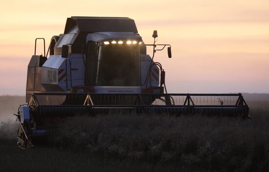 Уборка урожая рапса в Красноярском крае